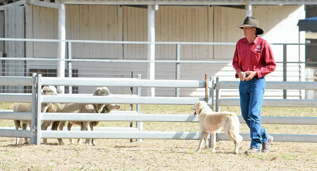 IN AND PENNED: Stanthorpe’s Gary Hurtz and Moriarty Young Mick finish the course during the Queensland Supreme Open Trial at Karara. IN AND PENNED: Stanthorpe’s Gary Hurtz and Moriarty Young Mick finish the course during the Queensland Supreme Open Trial at Karara.